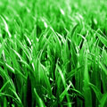 Fertilize your lawn like the pros Image