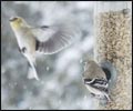 Bird Feeders Image