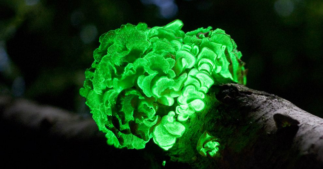 What is Bioluminescence and Why is it Important? Image