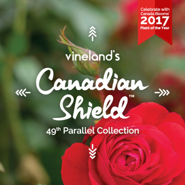 The Canadian Shield Rose is Canada Blooms' Plant of the Year!