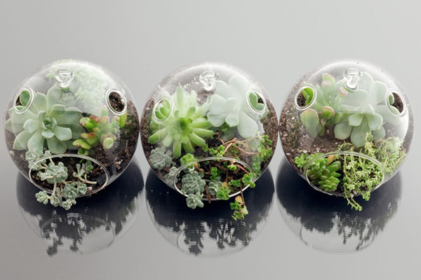 terrarium