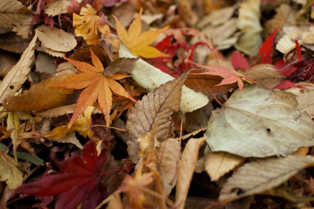 Alternative uses for fall leaves