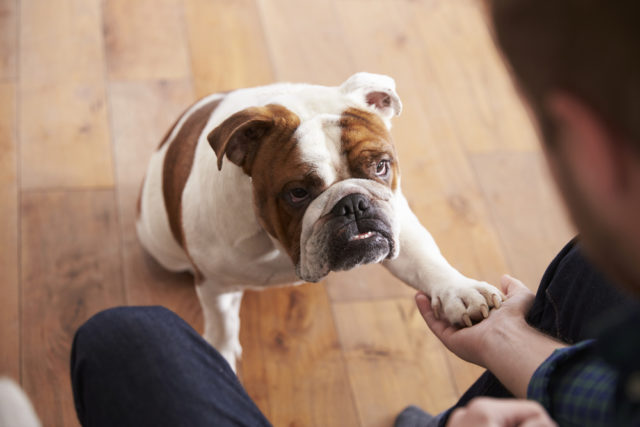 Dog giving paw to owner