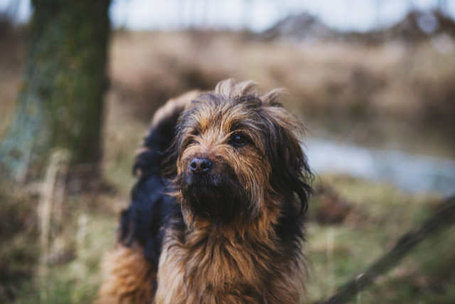 Keep your pets cool this summer with a proper grooming