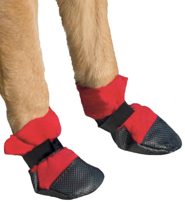 Keep your pets cool this summer with the right footwear