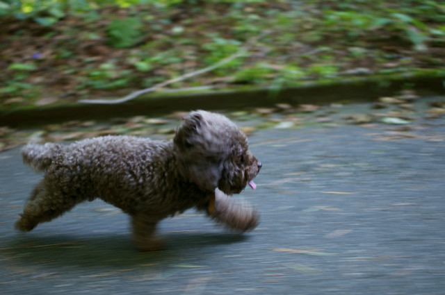 Keep your pets cool this summer by opting for night time walks