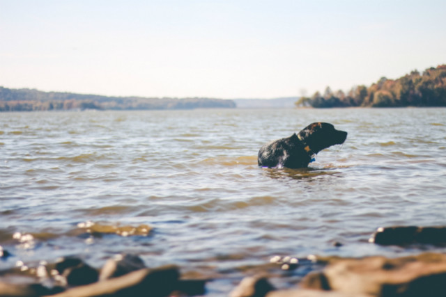 Keep your pets cool this summer by getting your dog swimming