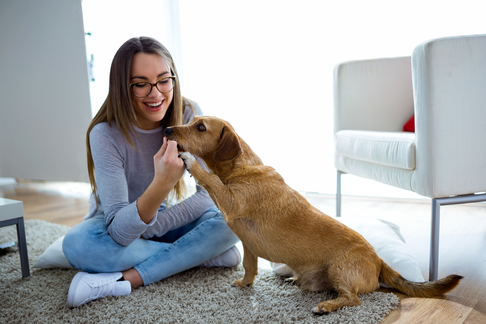 What to do with pets when selling your home Image