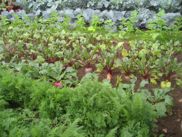 veggie garden