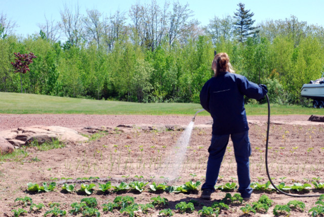 Growing vegetables at Fox Harb'r