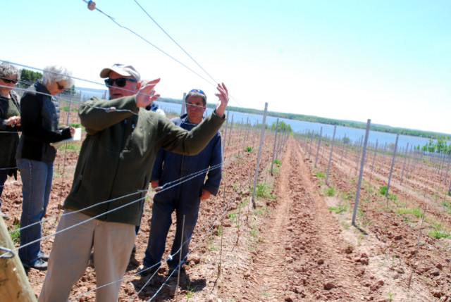 The new vineyard at Fox Harb'r