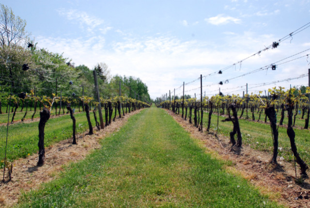 Jost Winery vineyard