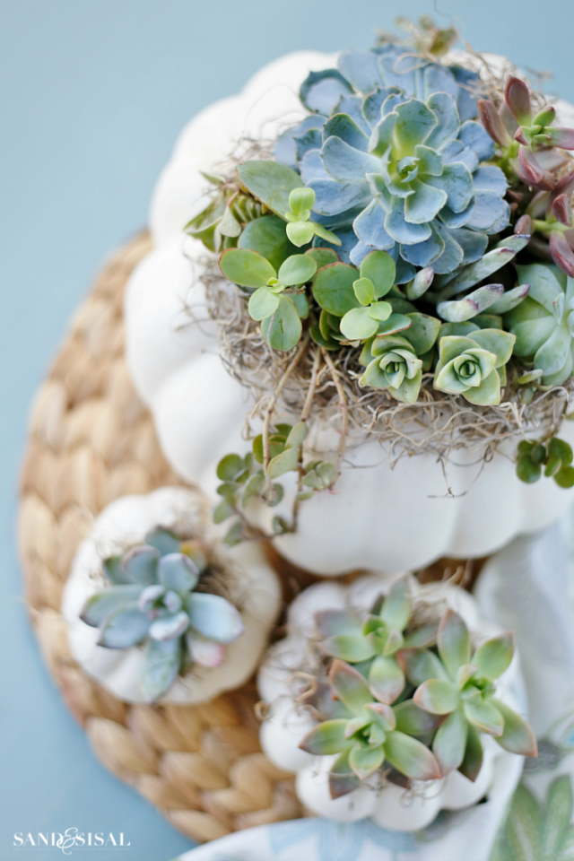 Repurpose succulents as a centerpiece