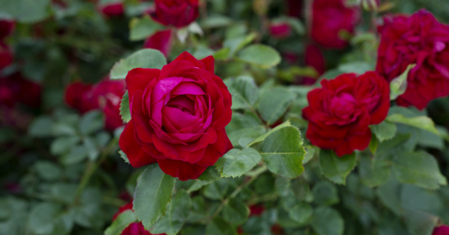 You’ll have to wait until next Valentine’s Day to give the Canadian Shield Rose to your partner Image